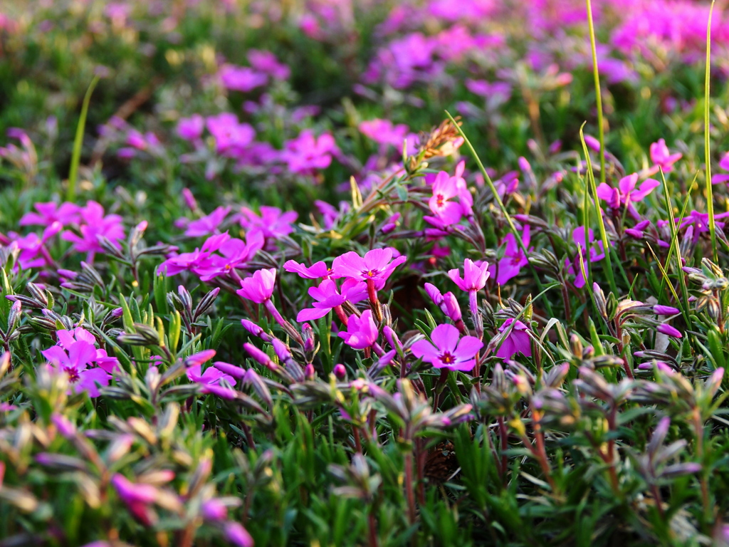芝桜