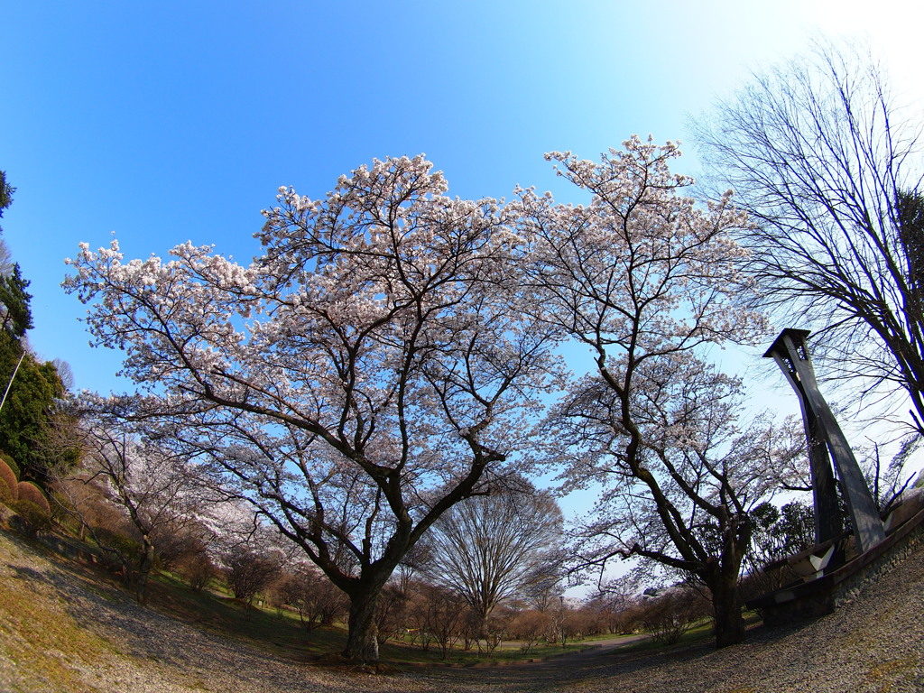 桜１０