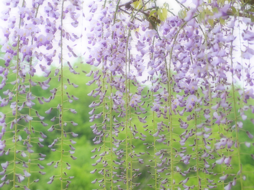 むらさきの雨