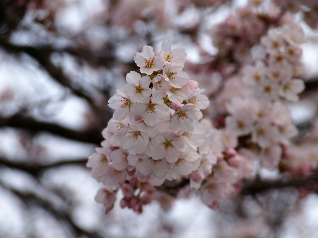 初桜３