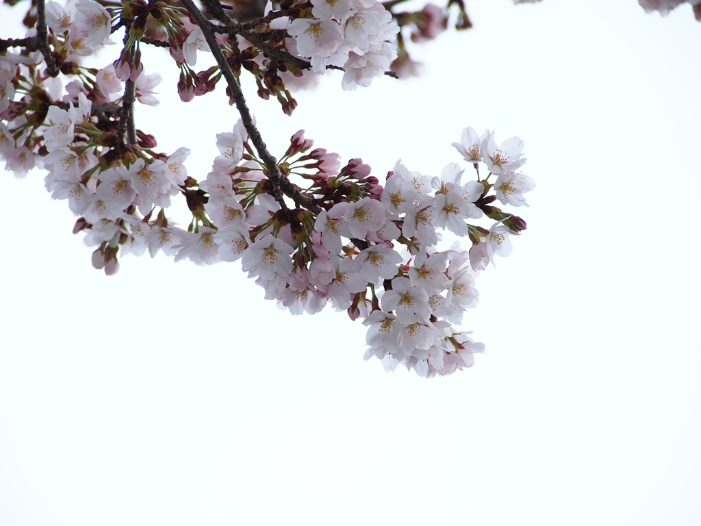 初桜２