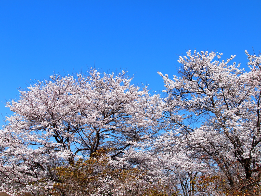 桜６