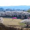 桜７