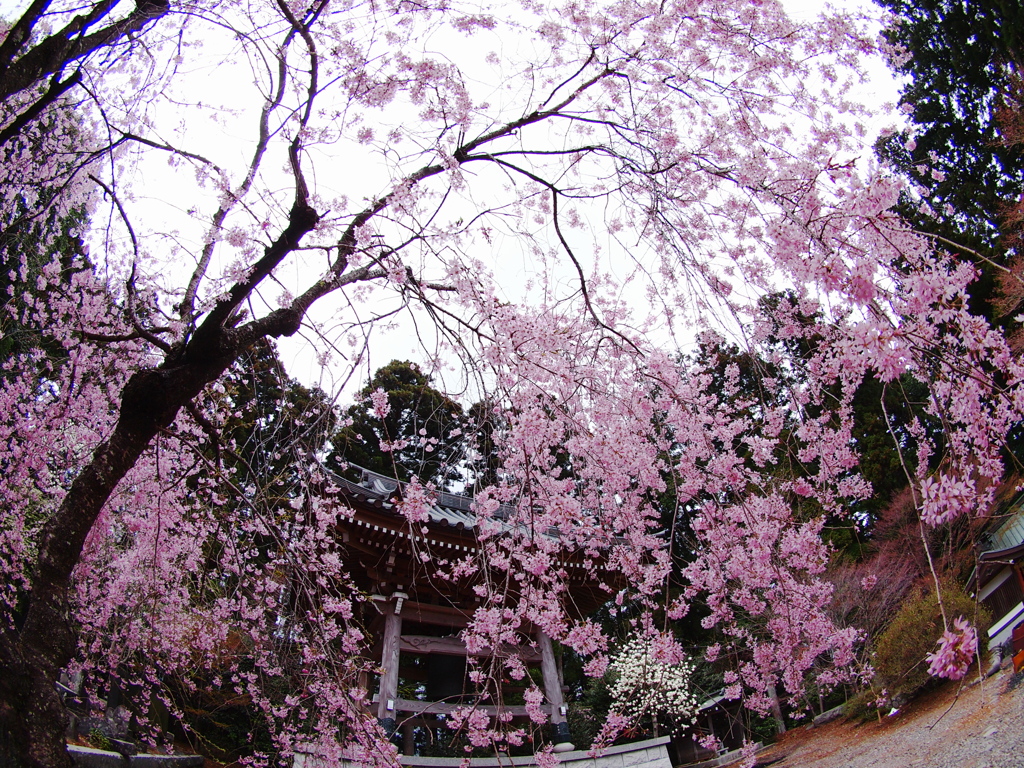 桜１１