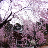 桜１１