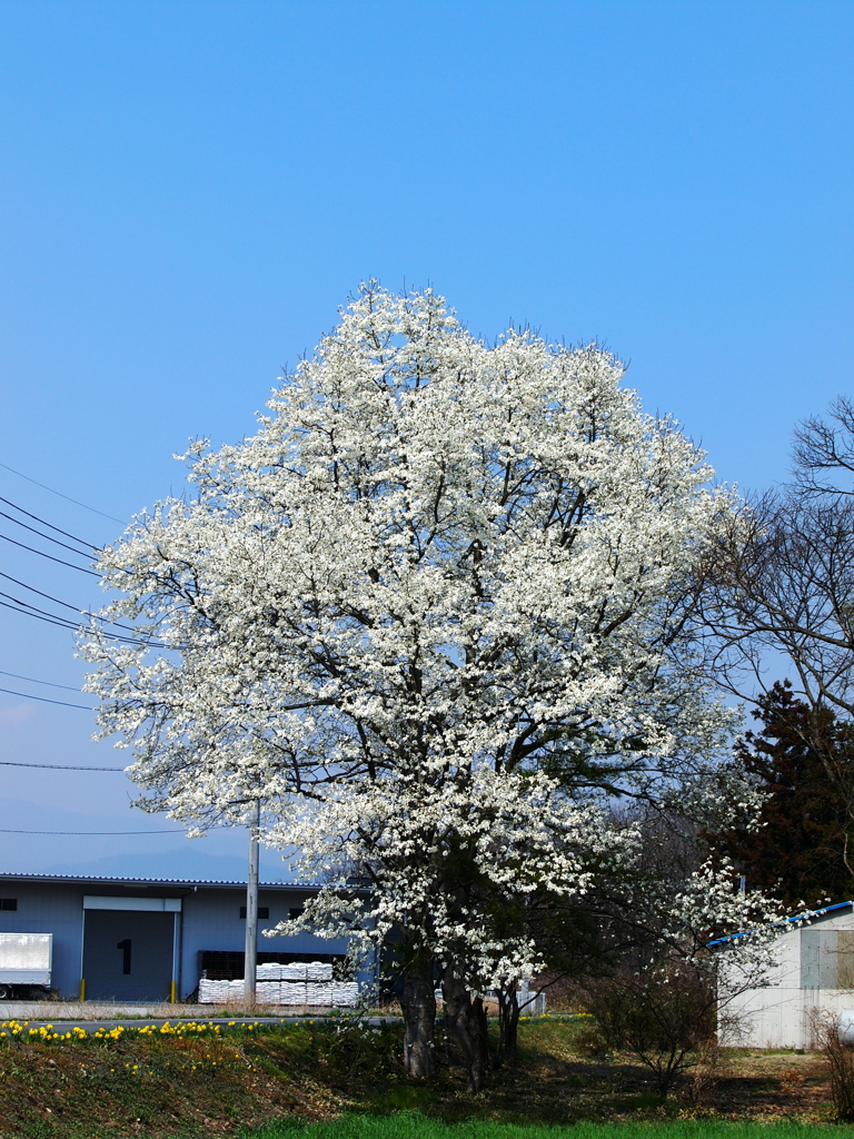 こぶし