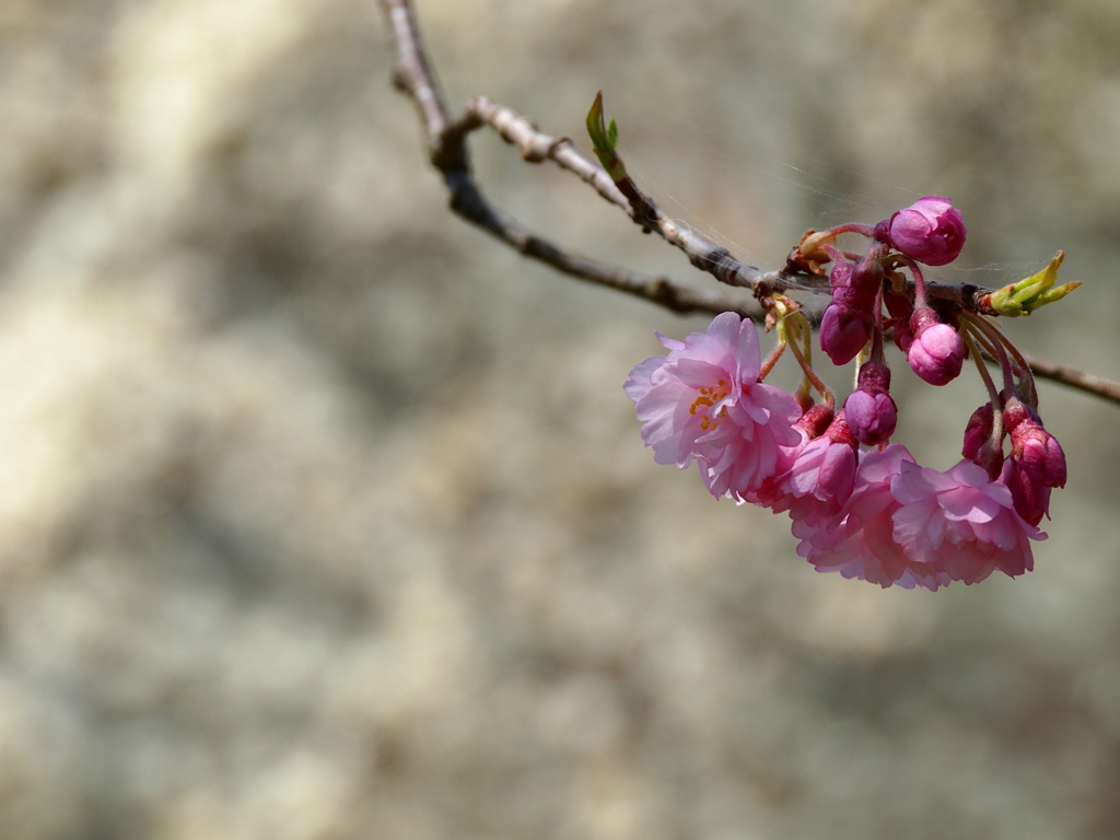 桜１