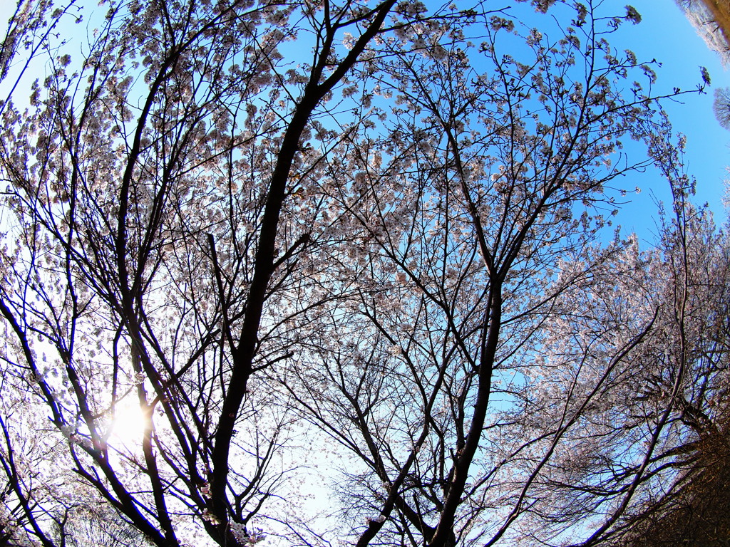桜８