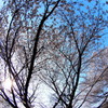 桜８