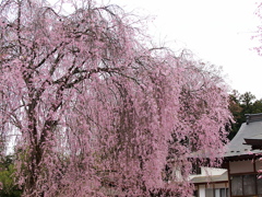 枝垂れ桜