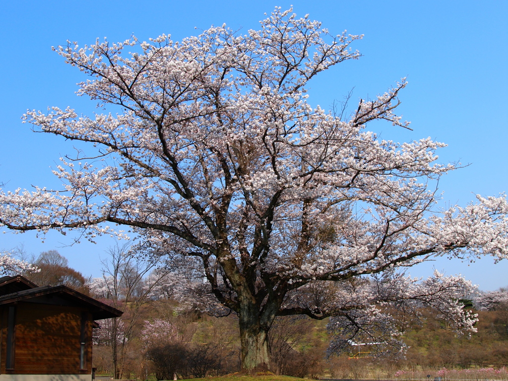 桜２