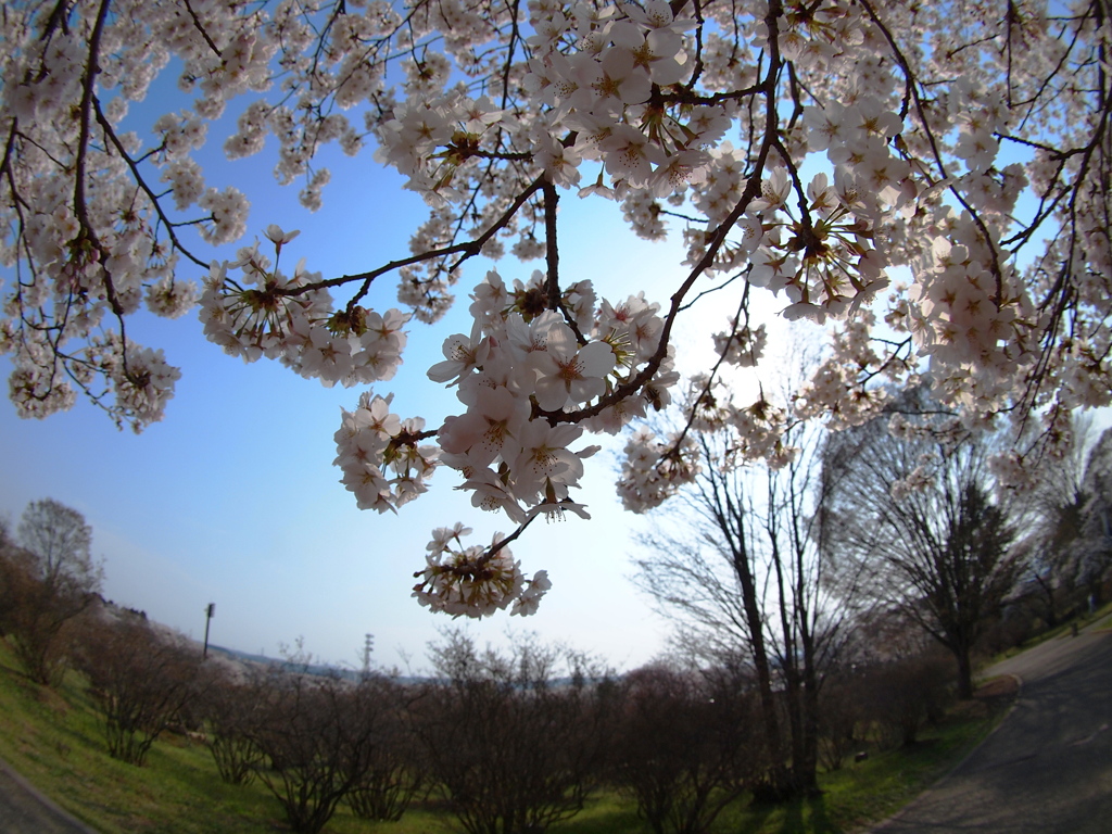 桜９