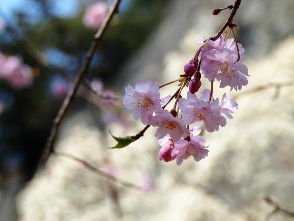 桜５
