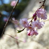 桜５
