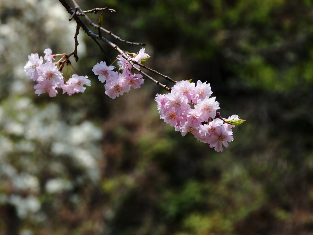 桜３