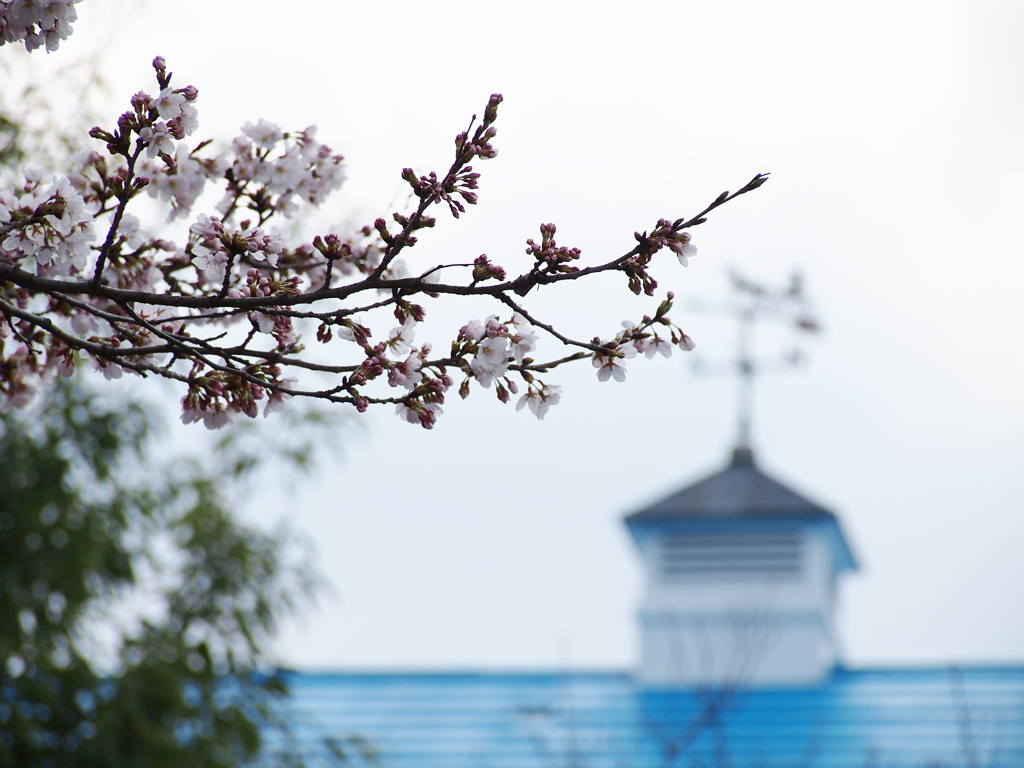 初桜