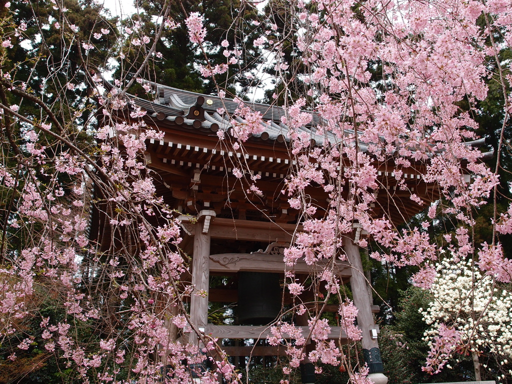 鐘楼と枝垂れ桜