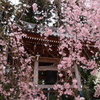 鐘楼と枝垂れ桜
