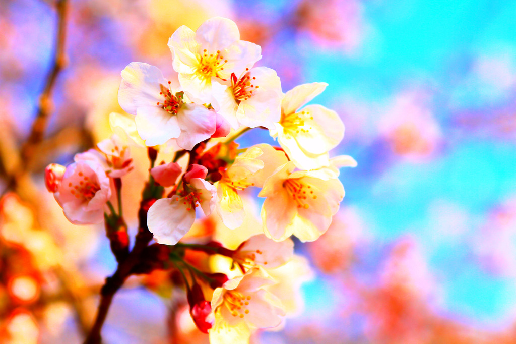 鮮やかな桜
