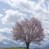 野平の一本桜