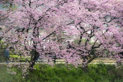 対岸の桜