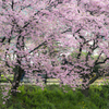 対岸の桜