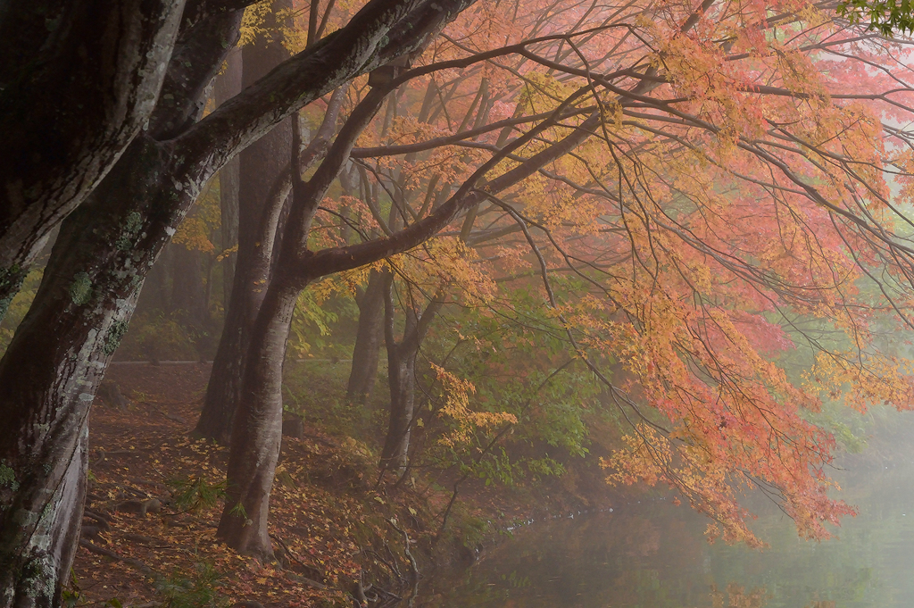 foggy pond