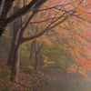 foggy pond