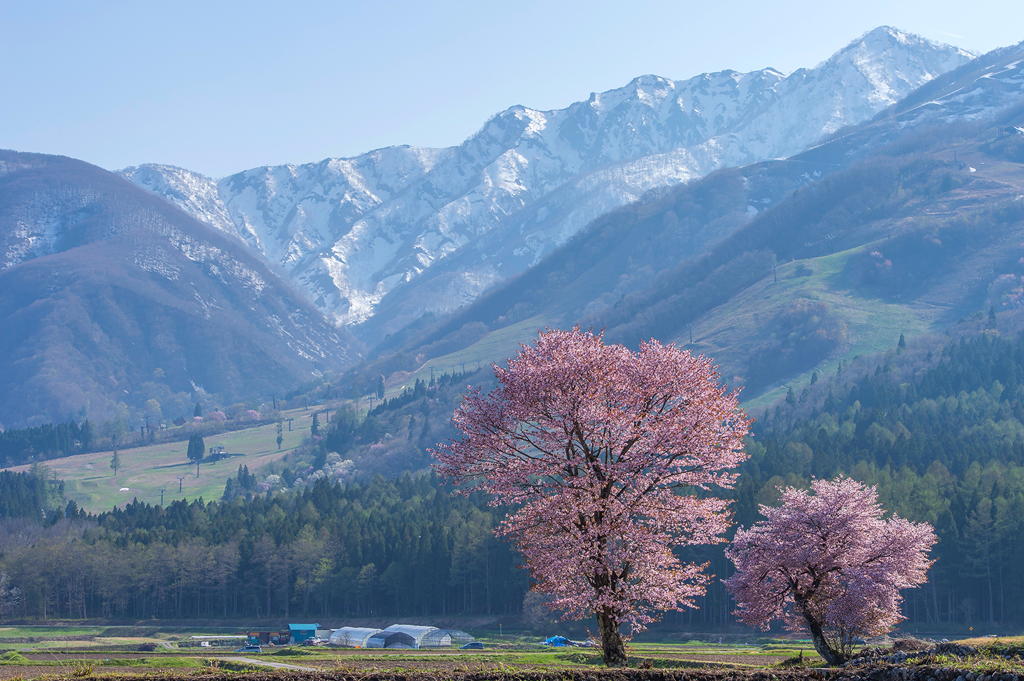 親子の桜