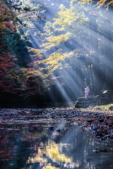 もみじ見つめて