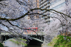 路面電車と桜