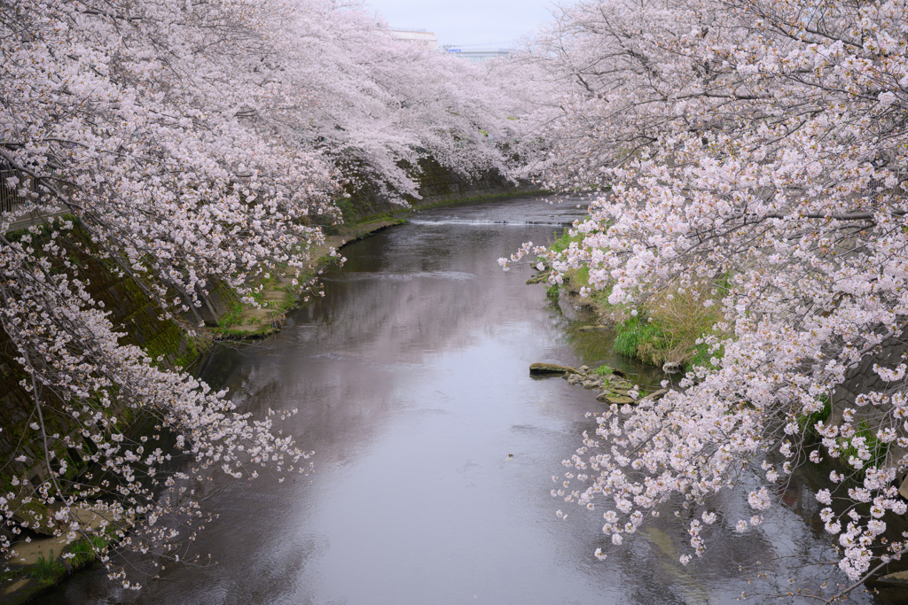 恩田川の春