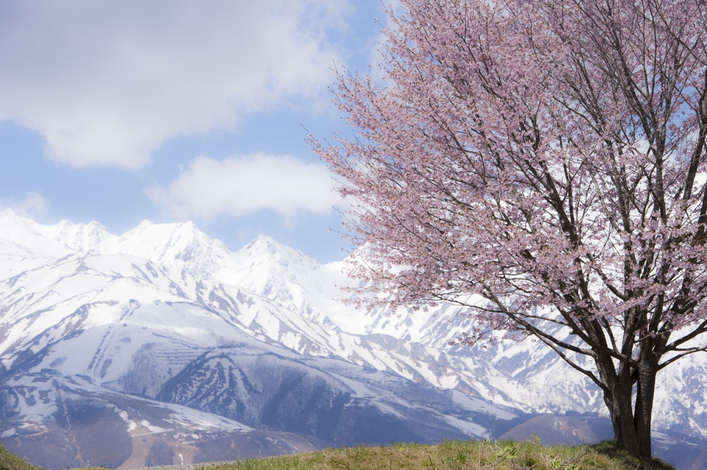 桜のふるさと