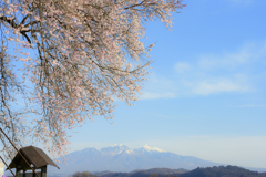 桜と八ヶ岳