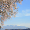 桜と八ヶ岳