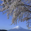 桜shower