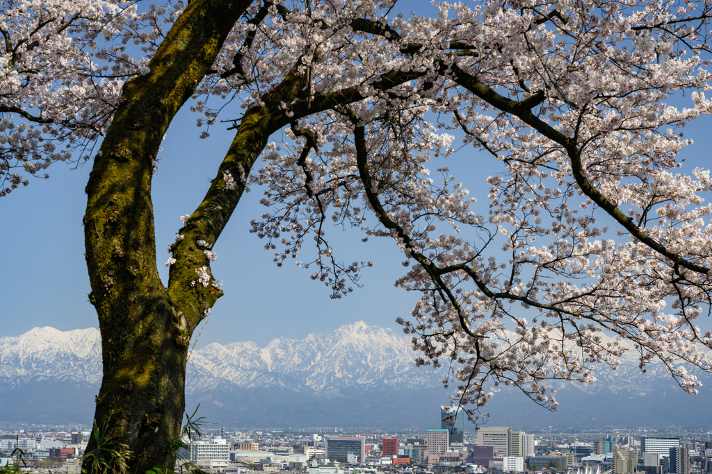 桜とアルプス