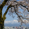 桜とアルプス