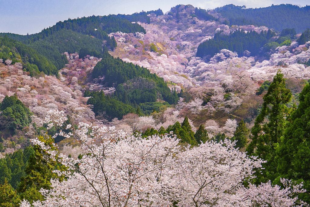 吉野山 上千本