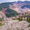 吉野山 上千本