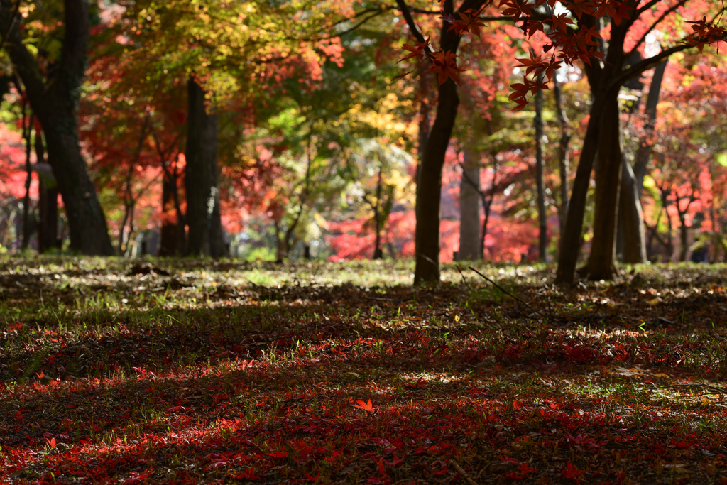 地面も染めて