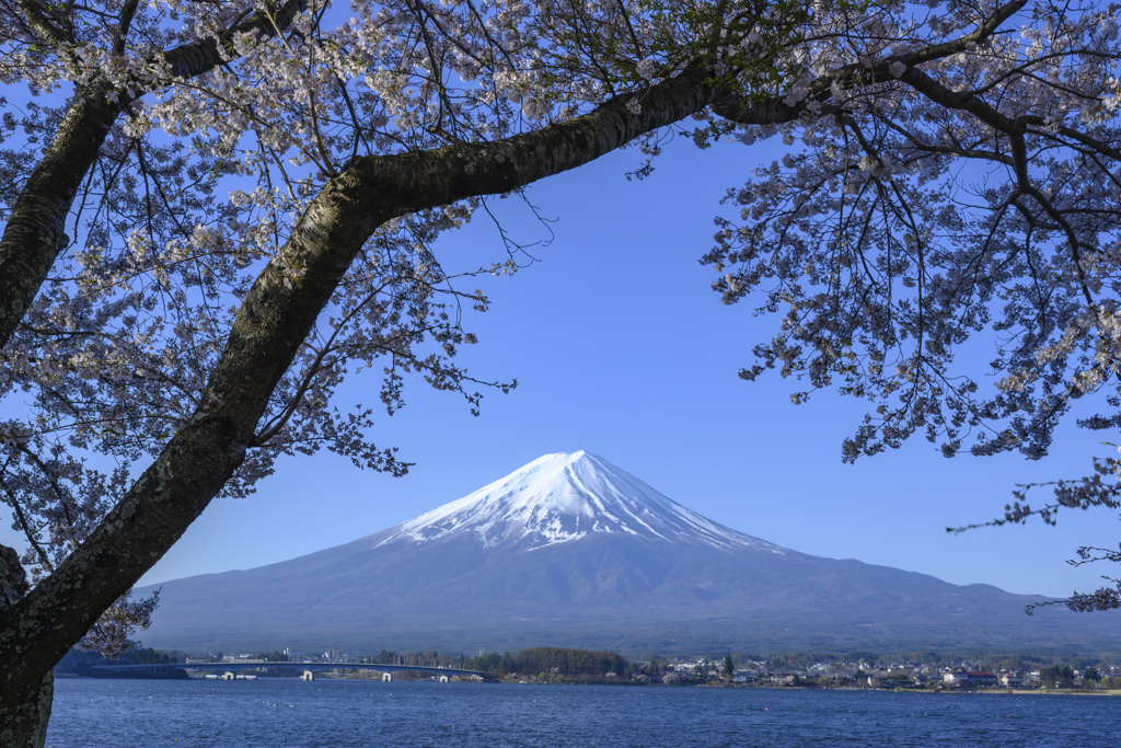 桜と富士