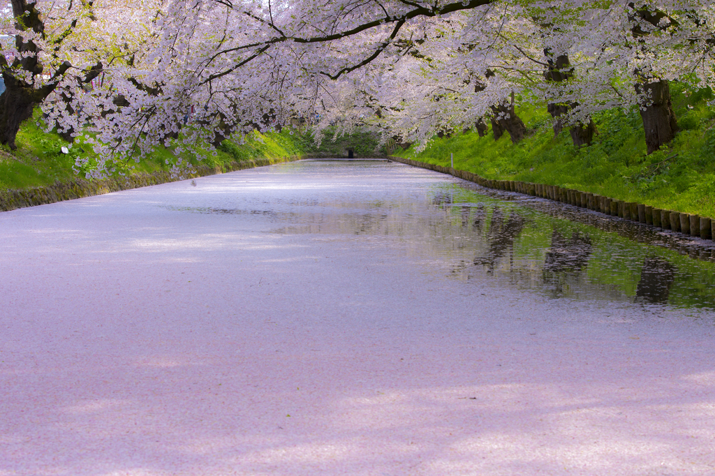 桜色の誘惑