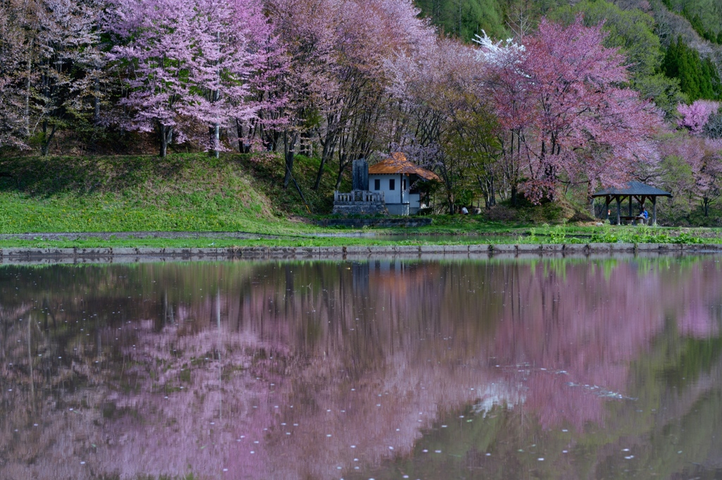 春の中綱湖