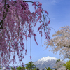 桜に岩木山