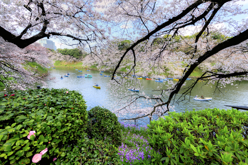 千鳥ヶ淵　春爛漫