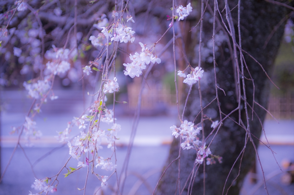 淡紫に