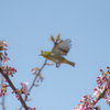 Hop