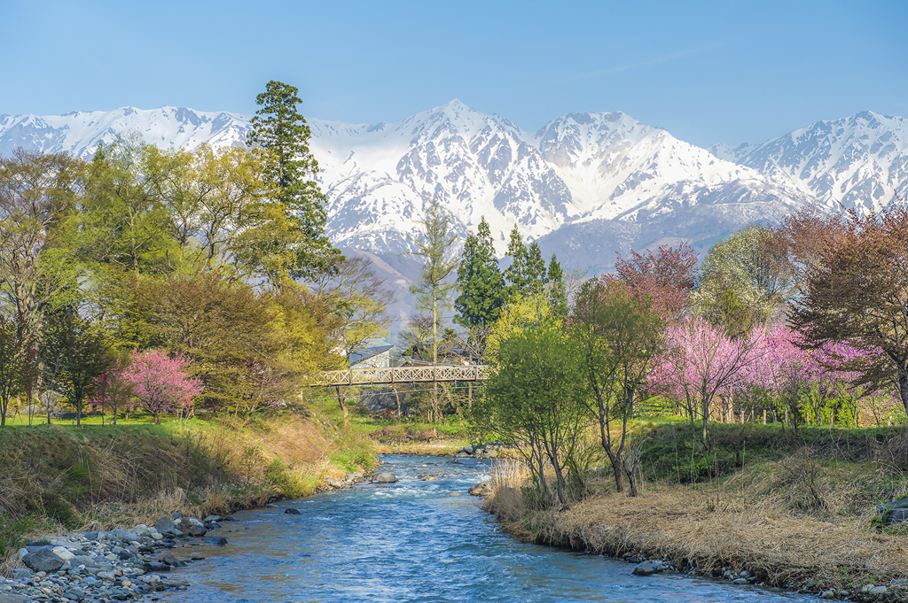 大出公園の春