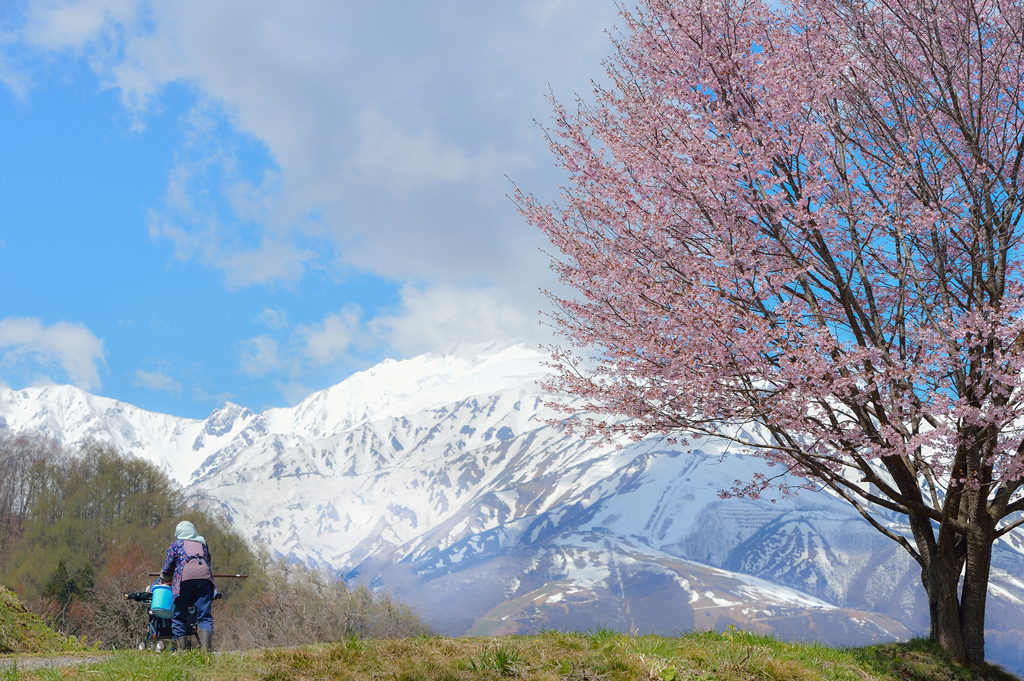 母ちゃんと桜